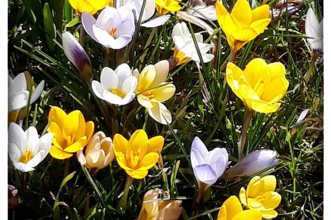 Frühlingserwachen im Grüttpark