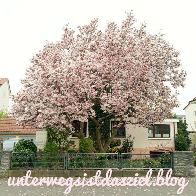 Der Schönste Magnolienbaum in Weil am Rhein