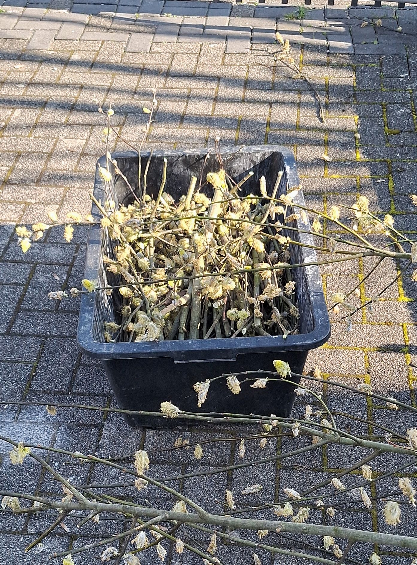 Gesundheit und Gartenarbeit: Meine Rückkehr zur Fitness